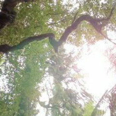 Tuim Nova Era & Madre Terra - Jiboia do Astral (43