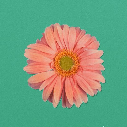 FLOWER (Prod. Truman)