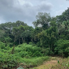 Amazon Rainforest - Oropendola Rain