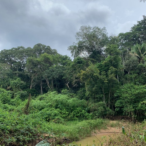 Amazon Rainforest - Oropendola Rain