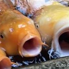 demo cont. whole life