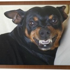 Perro Loco - Loh Rene Flow! - En La Nota REC!