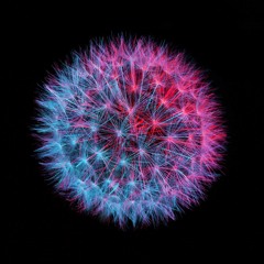 Dance monkey by sera