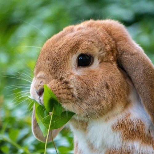Stream episode What should we feed a rabbit? by PetsPrint podcast