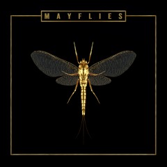 The Bergamot - Mayflies