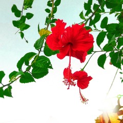 ras ke bhare tore nain