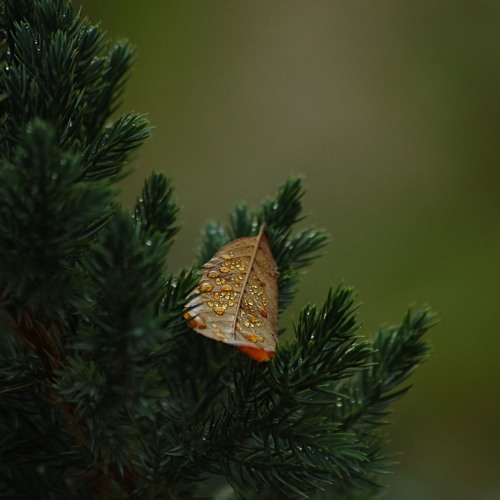 Chelsea Cutler - Lonely Alone Ft Jeremy Zucker (slowed + reverb)