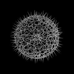 RADIOLARIANS 011 / POPERTTELLI