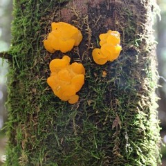 Witch’s Butter