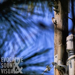 Downy woodpecker hammering on a utility pole