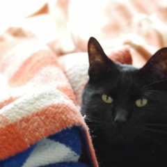 Alone In My Room Prod. Colis