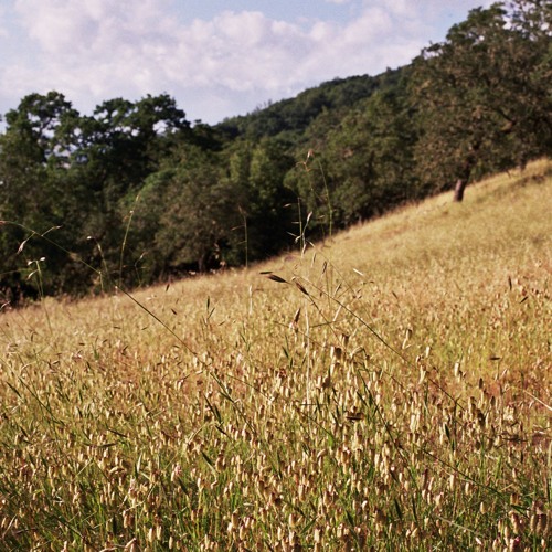 Sunshine (feat. Sarah Steil)