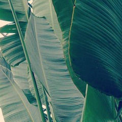 Wat - Traveler's Palm (Full)