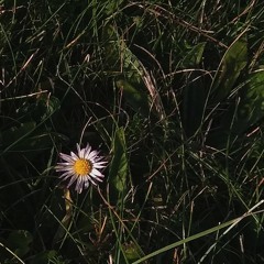 White Roses — Greyson Chance (cover)