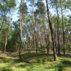 druff dufte...ich glaub ich steh im wald!