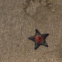 Starfish