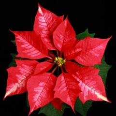 Euphorbia Pulcherrima