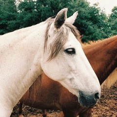 Vasiyet    seslendirme: Muhammed raşid, söz: yazarfencelebi