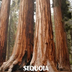 Nora Van Elken - Sequoia