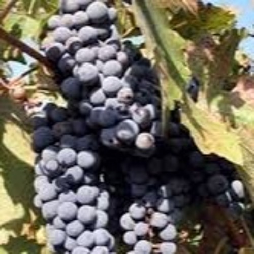 Stream Episode 99To Hot To Grow Grapes In CA, Replica Wines, Cotton Candy Grapes by The