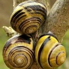 La Sauce Aux Lumats.WAV