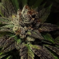 7grams Ft.(CaliRuler)Vitalmindz