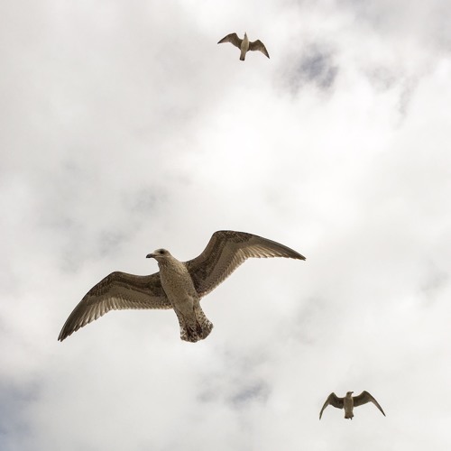 Boson Spin & Marco Lucchi - The stretched corridor (Naviar Haiku # 310)