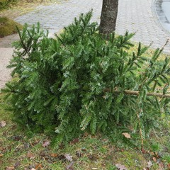 Lost Christmas Trees