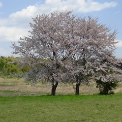 桜のはなびら Cherryblossoms