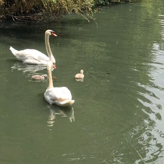 Voicemail from Budapest