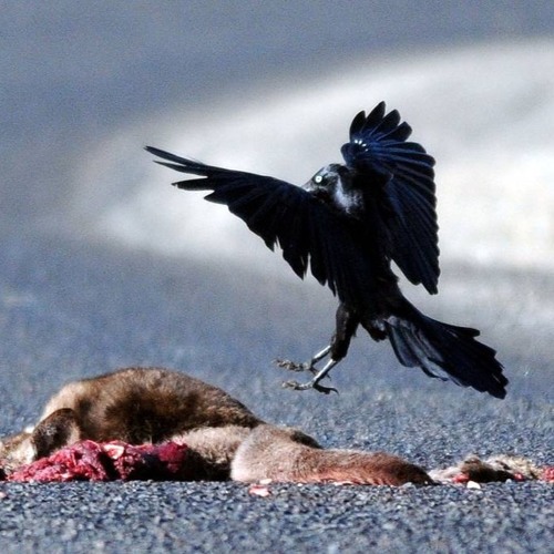 MOOD X CUJO - Coup De Main (Prod. Hinh)