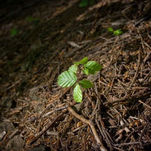 The Seed is In the Ground, by Andrew Maxfield, live performance