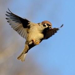 Sparrows' Anthem - SATB Choir & Oboe