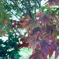 Japanese Maple