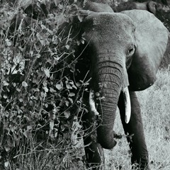 whiteElephant (Triple Switch / Double Flip)