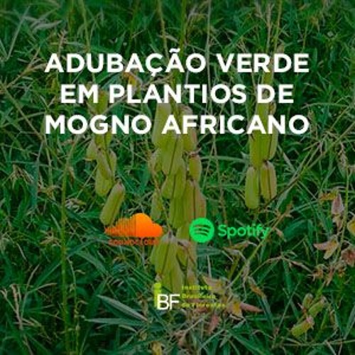 Podcast - AdubaÃ§Ã£o Verde em Plantios de Mogno Africano