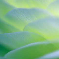 7 - Preludio / Cello Suit N°1 (J. S. Bach)