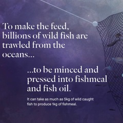 Fishing The Feed Action