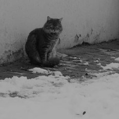 Talking To  Cats (on Christmas)