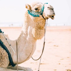 ANIMAL WILD Camel A, Grunt, Groan, Roar X13.wav 07
