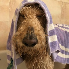 Percussion - Max Perko