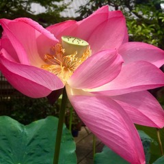 Legs on the Lounge, Body Scan - Lisa Pollard