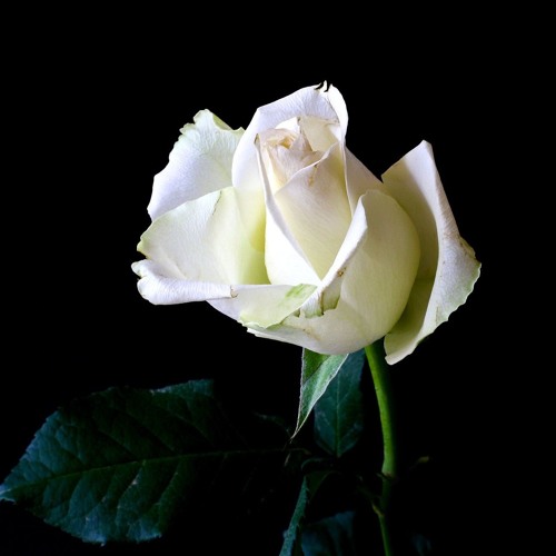 Stream A Tribute In Loving Memory of Joan Oderkirk (121519) by