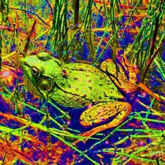 The Frog
