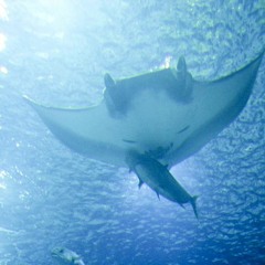 Aquarium in the Sea