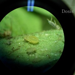 12. Old Rusty Bustoss