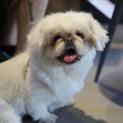 GALILA FOR FIRSTUDIO - KARNAVAL - 12 - 2019