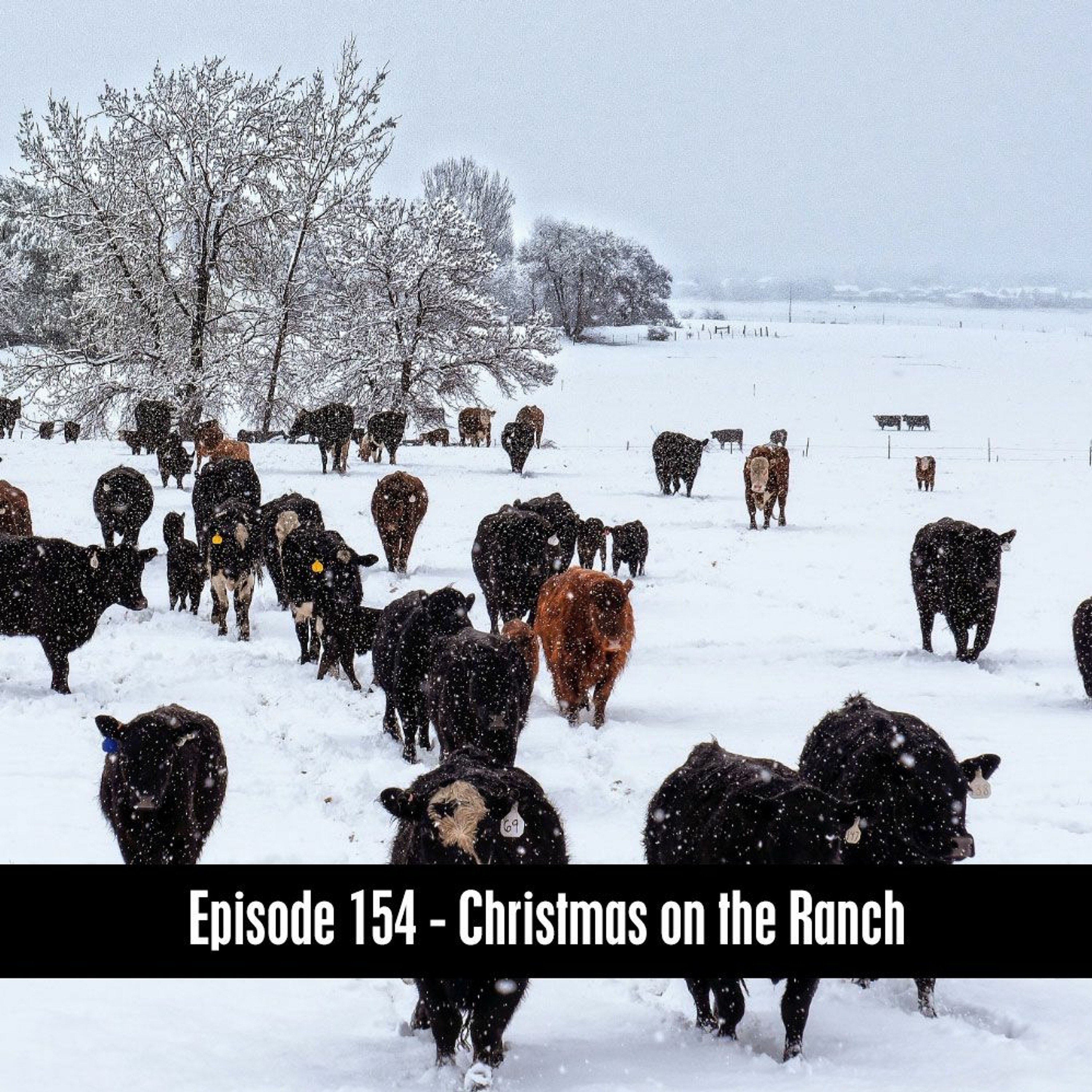 The D&B Supply Show - Episode 154 - Christmas On The Ranch