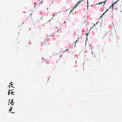 夜桜 陽光