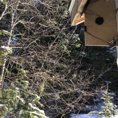 Absent Listener - February 2019